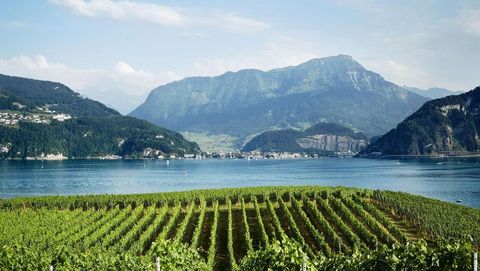 Weingut Kastanienbaum in Horw mit Blick auf den Vierwaldstättersee.